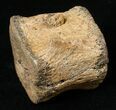 Hadrosaurid Caudal Vertebrae (Tail Bone) #15270-1